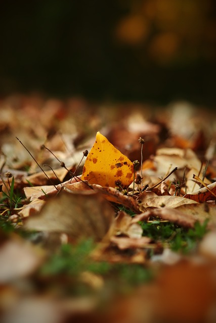 骑士队球星 骑士队球星