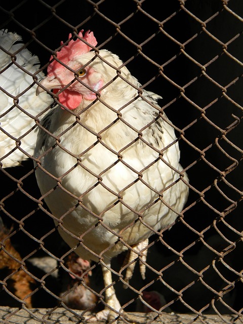 尤文图斯将 尤文图斯将